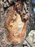 A close up of a tree with a face carved into it photo