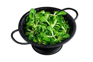 Fresh green Corn salad leaves, lambs lettuce in a colander. Isolated on white background. Top view. photo
