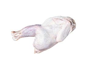 Raw Guineafowl, guinea fowl with herbs in steel tray. Isolated on white background. photo