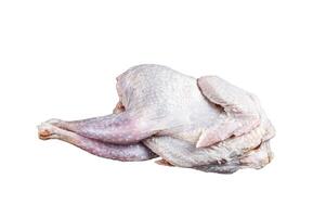 Raw Guineafowl, guinea fowl with herbs in steel tray. Isolated on white background. photo