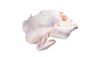 Raw free range whole chicken on a kitchen table. Isolated on white background. photo