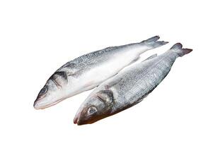 Raw Sea Bass fish with lime and herbs. Isolated, white background photo