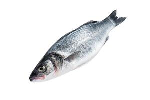 Fresh raw seabass fish Isolated on white background, top view. photo