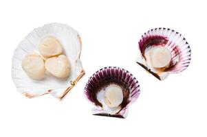 Raw seafood scallops meat on a shells. Isolated on white background, top view. photo