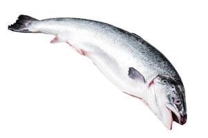 Fresh raw salmon red whole fish Isolated on white background, top view. photo