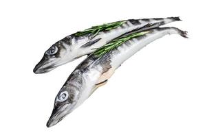 Raw whole icefish with herbs. Isolated on white background, Top view. photo