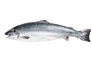 Fresh raw salmon red whole fish Isolated on white background, top view. photo