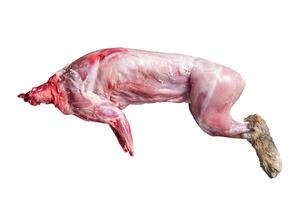 Whole game hare, raw meat on wooden old rustic table. Isolated on white background. photo