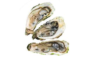 Opened Fresh oysters with lemon and ice in a plate. Isolated, white background. photo