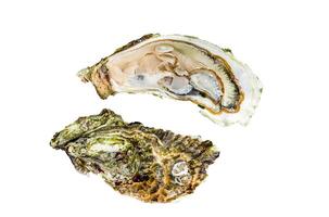 Fresh oysters with lemon on ice. Isolated, white background. photo