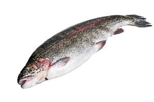 Raw Rainbow trout fish on a table. Isolated on white background. photo