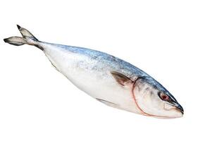 Raw Japanese yellowtail. Fresh Fish Amberjack. Isolated on white background. Top view. photo