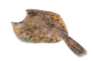 Raw whole flounder flatfish fish Isolated on white background, top view. photo