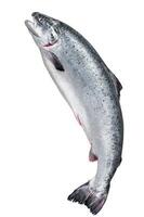 Fresh raw salmon red whole fish Isolated on white background, top view. photo