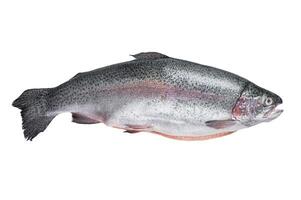 Raw trout silver fish on a kitchen table. Isolated on white background photo