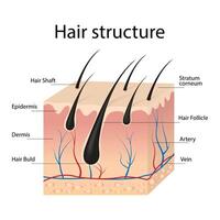 Realistic hair structure composition with a set of text captions indicating the anatomical profile of the image vector