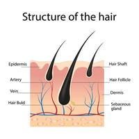 Anatomical structure of hair, a set of text captions vector