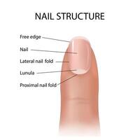 Structure and diagram of the nail. Cross-section and anatomy of nails vector