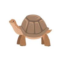 Large Turtle, Tortoise Reptile Animal Illustration vector