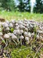 A vibrant cluster of various types of mushrooms is thriving beautifully on the moist ground amidst the lush green grass, showcasing the stunning beauty and diversity of nature all around us photo