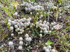 A Cluster of Grey Mushrooms Emerging and Growing Vigorously in the Lush, Vibrant Green Grass Beneath Them photo