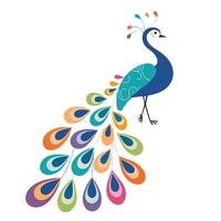 A colorful peacock with feathers on its back vector