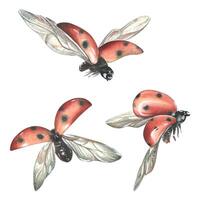 Three ladybugs in flight from different angles. Watercolor illustration. Isolated objects. set on a white background. For decoration and design, compositions of cards, posters, stickers, flower vector