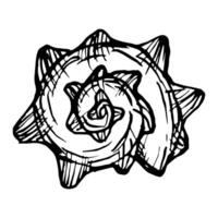 Line Art Illustration of Shell. Seashells in Black and White style. Drawing mollusk isolated on white background. Stylized graphics. Underwater world line art for design label, postcards vector