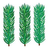 three green spruce branches on a white background vector