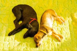 Cute sleeping puppies. dogs are lying on the blanket waiting for their owner photo