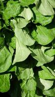 A CloseUp View of Fresh Green Spinach Leaves for Culinary Use video