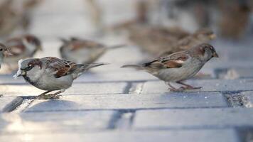 A vibrant flock of sparrows joyfully feeding on a cobblestone surface video
