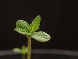 Close-up of cannabis sapling plant against a black background photo
