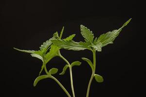 Cannabis seedling in a potted against a black background photo
