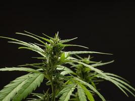 Cannabis plant against a black background. Texture marijuana leaves photo