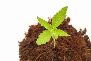 A pile of soil with cannabis seedling growth over on a white background photo