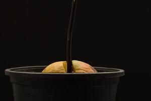 Macro shot of sprouted avocado seed planted in a pot on a black background photo