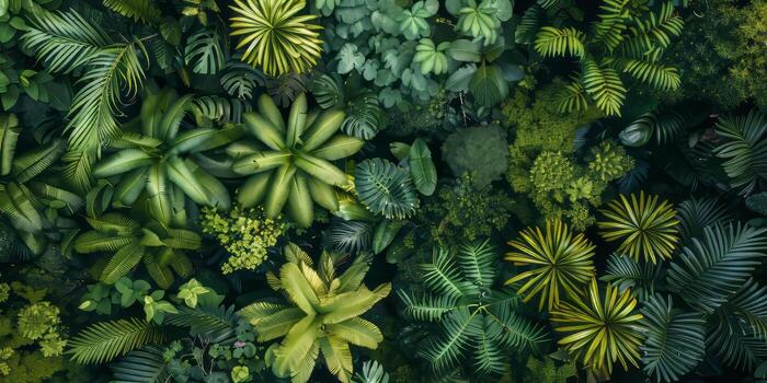 Aerial view of rainforest diversity. photo