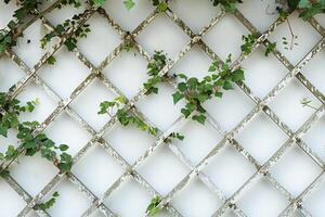 Lattice Trellis with Green Ivy Vines Against a White Wall in a Garden Setting photo