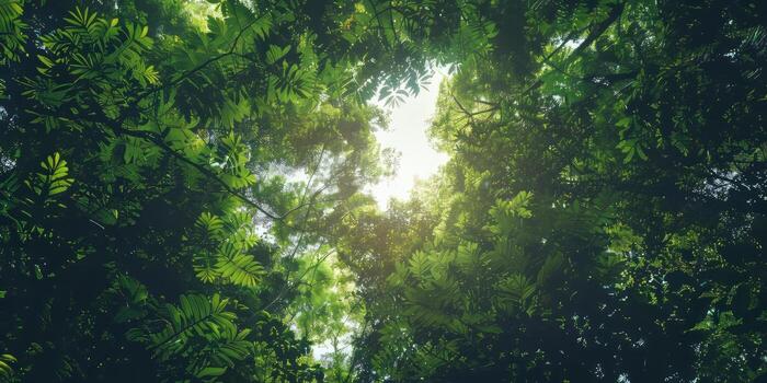 Minimalistic lines of rainforest canopy. photo