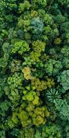 Top-down shot of vibrant tropical forest. photo