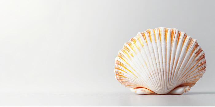 Elegant Seashell on Minimalist Background with Soft Lighting photo