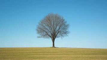 A lone tree stands in a field of grass photo