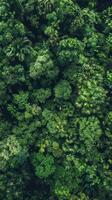 Aerial shot of rainforest greenery. photo