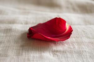 A single red rose petal on a white tablecloth for Valentine's Day decor. photo