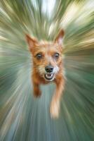 A dog is running and looking at the camera photo