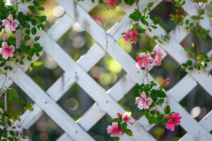 Beautiful Pink Flowers on a White Lattice Fence in a Sunlit Garden photo