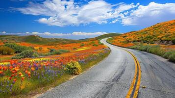 Open space above a winding road bordered by fields of vibrant wildflowers photo