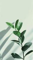 Minimalist Green Plant Against Light Green Background with Soft Shadows photo