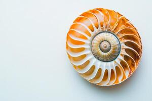 Stunning Close-Up of a Nautilus Shell Showcasing Intricate Patterns photo
